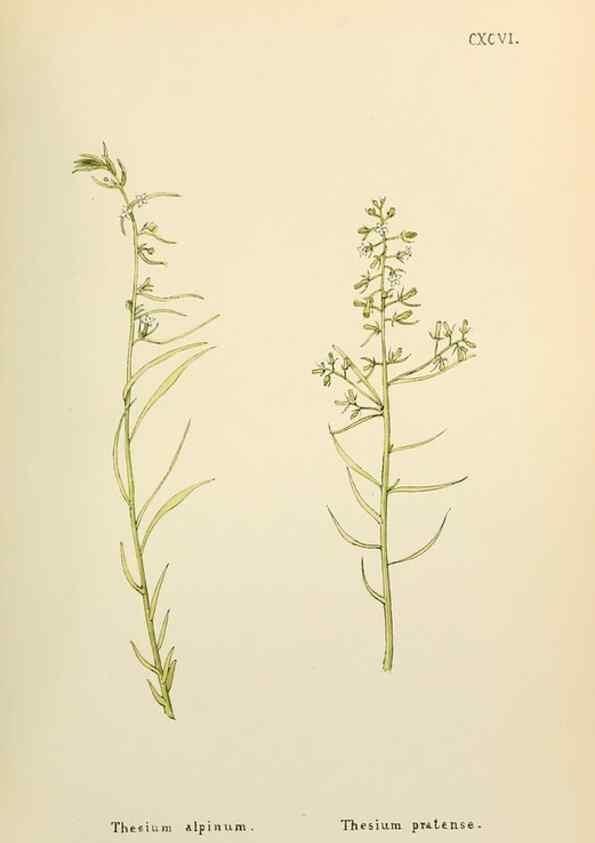 Reproducción/Reproduction 48591888627: Flowers of the Engadine.. Winchester,Printed for the Author by Warren and Son,1891.. 