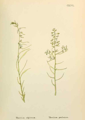 Reproducción/Reproduction 48591888627: Flowers of the Engadine.. Winchester,Printed for the Author by Warren and Son,1891.. 