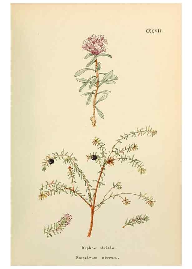 Reproducción/Reproduction 48591743576: Flowers of the Engadine.. Winchester,Printed for the Author by Warren and Son,1891.. 