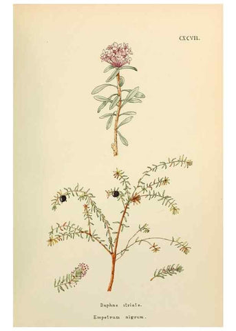 Reproducción/Reproduction 48591743576: Flowers of the Engadine.. Winchester,Printed for the Author by Warren and Son,1891.. 