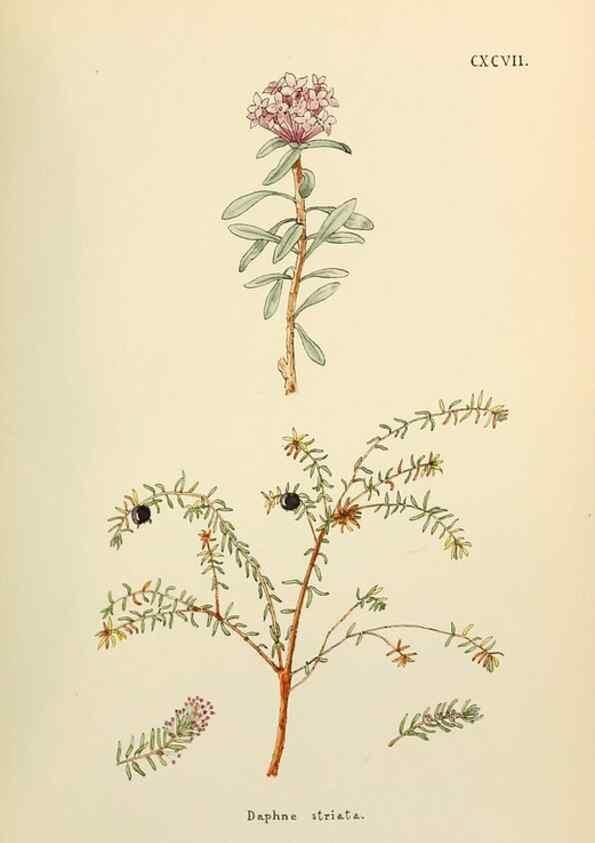 Reproducción/Reproduction 48591743576: Flowers of the Engadine.. Winchester,Printed for the Author by Warren and Son,1891.. 