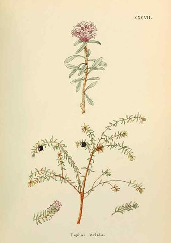 Reproducción/Reproduction 48591743576: Flowers of the Engadine.. Winchester,Printed for the Author by Warren and Son,1891.. 