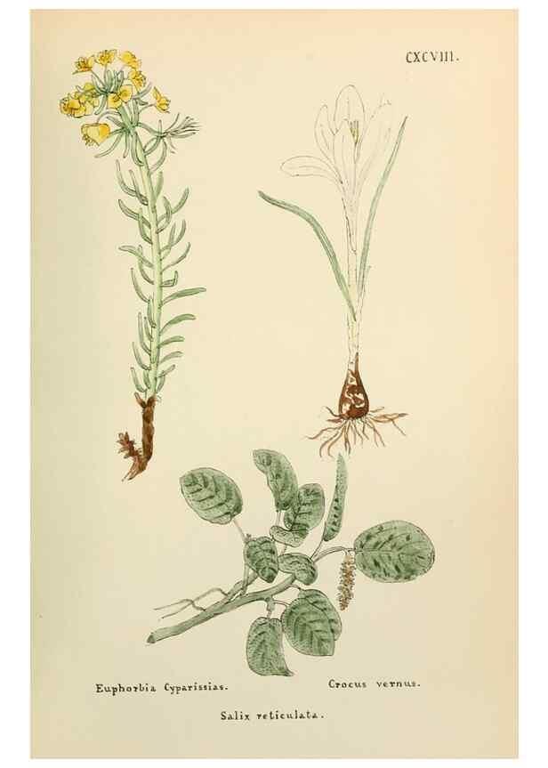 Reproducción/Reproduction 48591743951: Flowers of the Engadine.. Winchester,Printed for the Author by Warren and Son,1891.. 