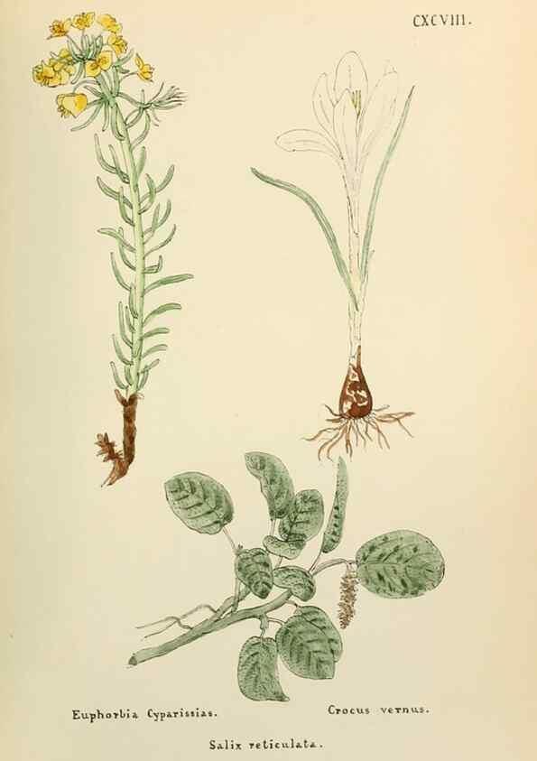 Reproducción/Reproduction 48591743951: Flowers of the Engadine.. Winchester,Printed for the Author by Warren and Son,1891.. 