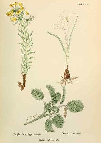 Reproducción/Reproduction 48591743951: Flowers of the Engadine.. Winchester,Printed for the Author by Warren and Son,1891.. 