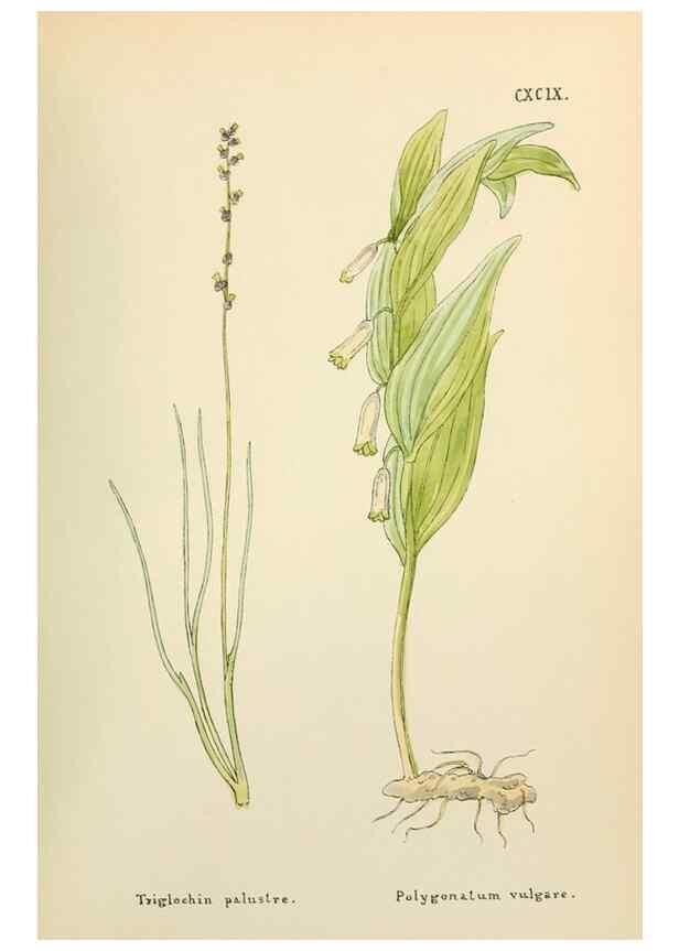 Reproducción/Reproduction 48591744606: Flowers of the Engadine.. Winchester,Printed for the Author by Warren and Son,1891.. 