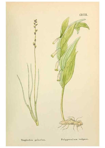 Reproducción/Reproduction 48591744606: Flowers of the Engadine.. Winchester,Printed for the Author by Warren and Son,1891.. 