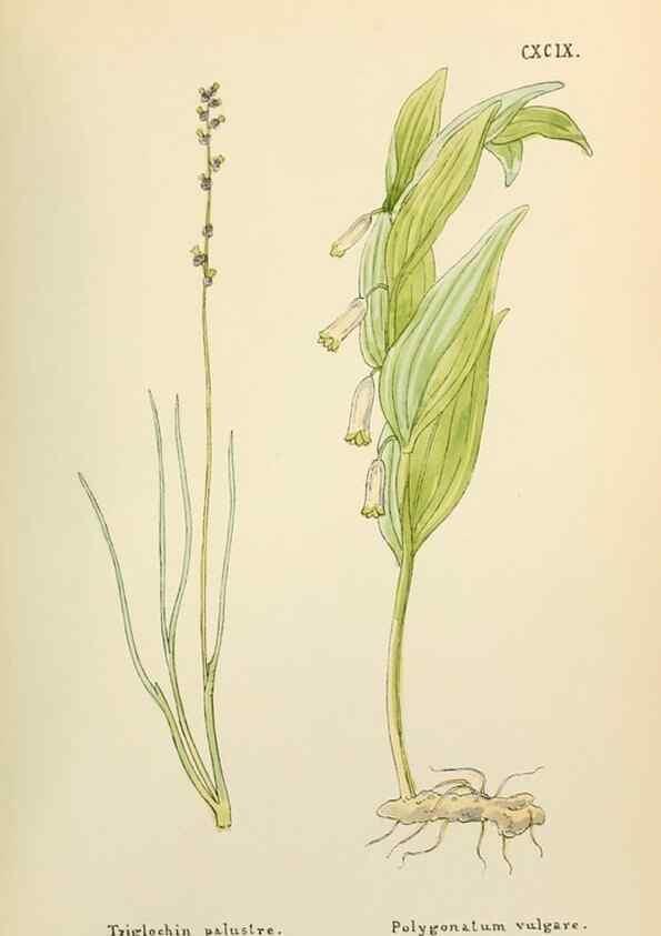 Reproducción/Reproduction 48591744606: Flowers of the Engadine.. Winchester,Printed for the Author by Warren and Son,1891.. 
