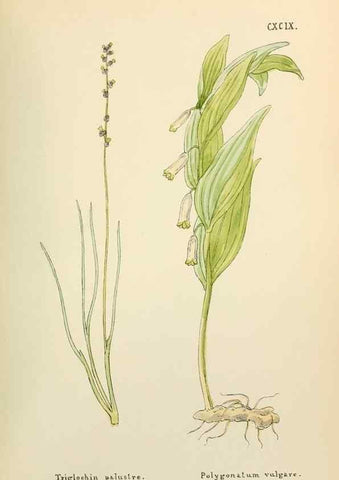 Reproducción/Reproduction 48591744606: Flowers of the Engadine.. Winchester,Printed for the Author by Warren and Son,1891.. 