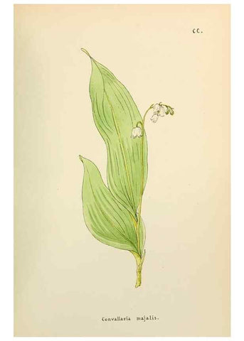 Reproducción/Reproduction 48591890172: Flowers of the Engadine.. Winchester,Printed for the Author by Warren and Son,1891.. 
