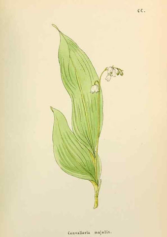 Reproducción/Reproduction 48591890172: Flowers of the Engadine.. Winchester,Printed for the Author by Warren and Son,1891.. 
