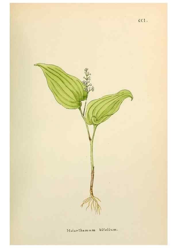 Reproducción/Reproduction 48591890592: Flowers of the Engadine.. Winchester,Printed for the Author by Warren and Son,1891.. 