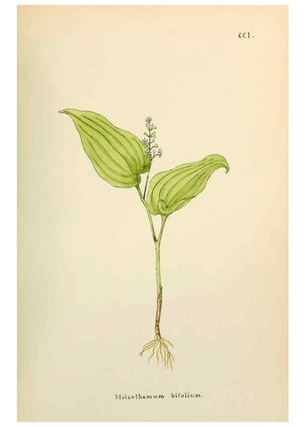 Reproducción/Reproduction 48591890592: Flowers of the Engadine.. Winchester,Printed for the Author by Warren and Son,1891.. 