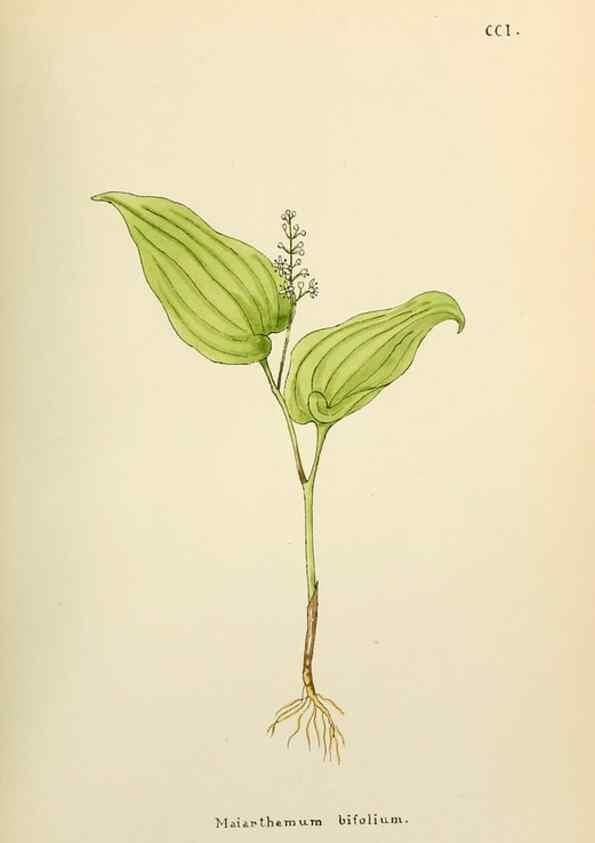 Reproducción/Reproduction 48591890592: Flowers of the Engadine.. Winchester,Printed for the Author by Warren and Son,1891.. 