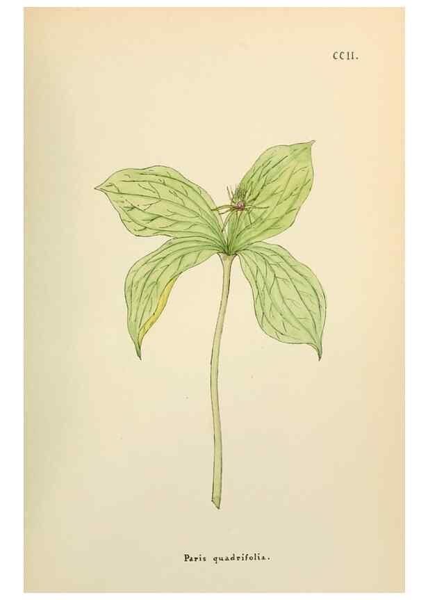 Reproducción/Reproduction 48591890992: Flowers of the Engadine.. Winchester,Printed for the Author by Warren and Son,1891.. 