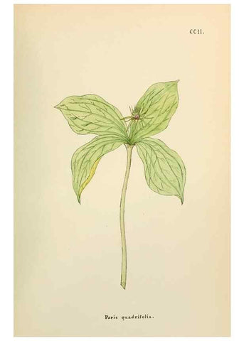 Reproducción/Reproduction 48591890992: Flowers of the Engadine.. Winchester,Printed for the Author by Warren and Son,1891.. 