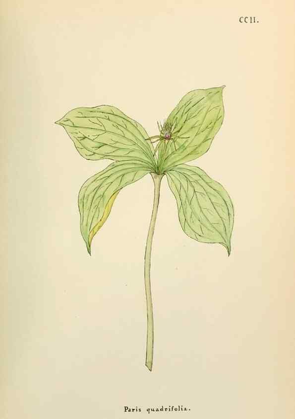 Reproducción/Reproduction 48591890992: Flowers of the Engadine.. Winchester,Printed for the Author by Warren and Son,1891.. 
