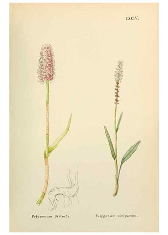 Reproducción/Reproduction 48591887857: Flowers of the Engadine.. Winchester,Printed for the Author by Warren and Son,1891.. 