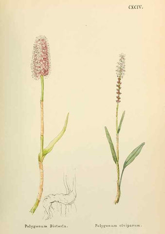 Reproducción/Reproduction 48591887857: Flowers of the Engadine.. Winchester,Printed for the Author by Warren and Son,1891.. 