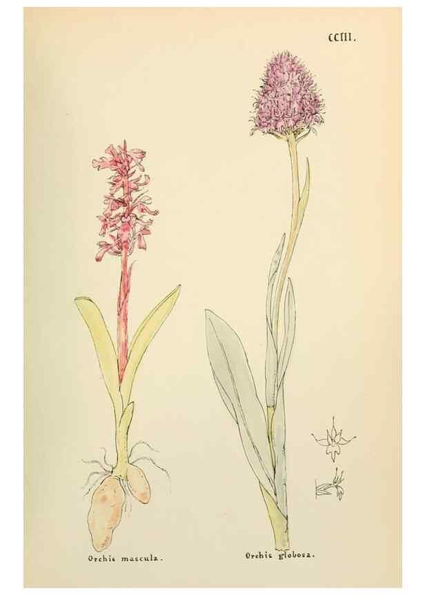 Reproducción/Reproduction 48591891407: Flowers of the Engadine.. Winchester,Printed for the Author by Warren and Son,1891.. 