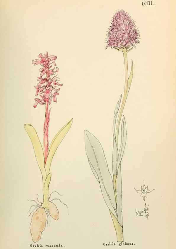 Reproducción/Reproduction 48591891407: Flowers of the Engadine.. Winchester,Printed for the Author by Warren and Son,1891.. 
