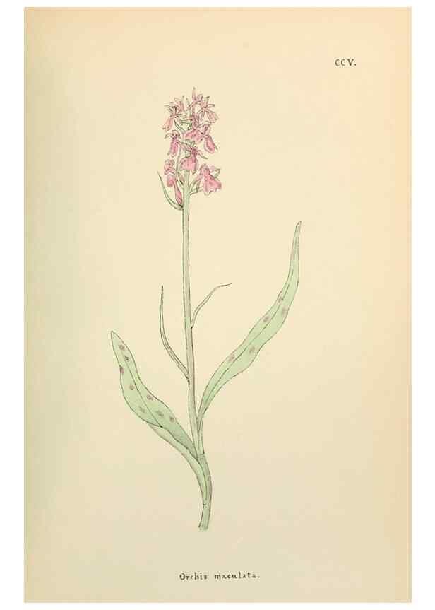Reproducción/Reproduction 48591892487: Flowers of the Engadine.. Winchester,Printed for the Author by Warren and Son,1891.. 