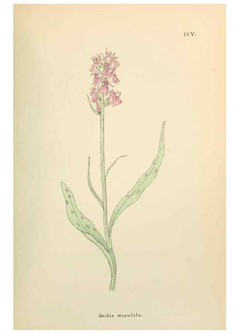 Reproducción/Reproduction 48591892487: Flowers of the Engadine.. Winchester,Printed for the Author by Warren and Son,1891.. 