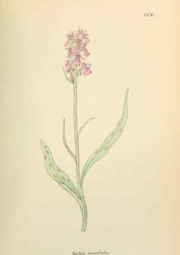 Reproducción/Reproduction 48591892487: Flowers of the Engadine.. Winchester,Printed for the Author by Warren and Son,1891.. 