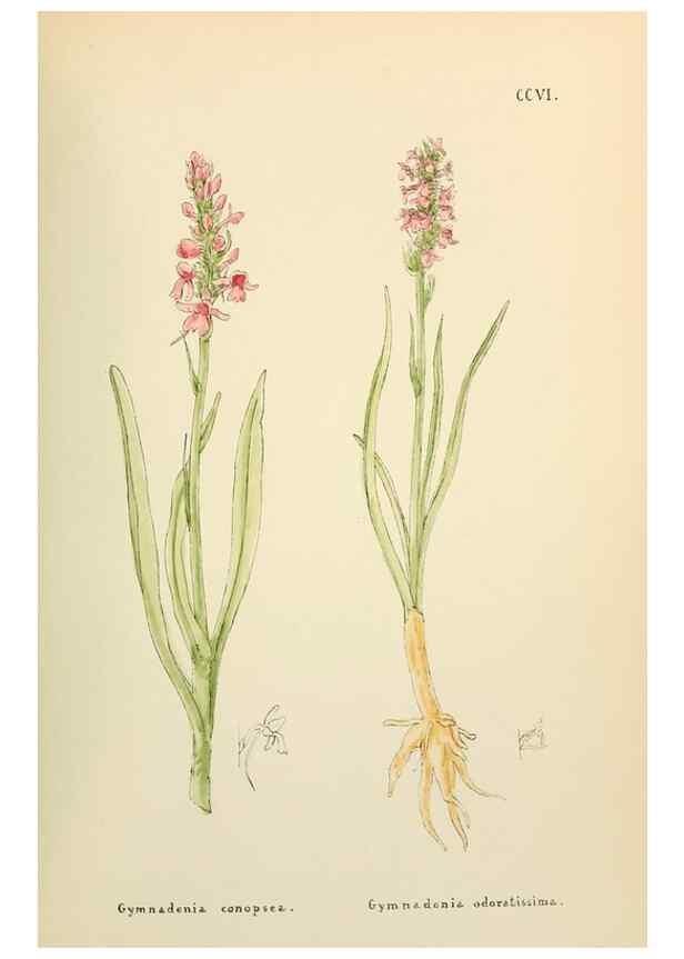 Reproducción/Reproduction 48591892952: Flowers of the Engadine.. Winchester,Printed for the Author by Warren and Son,1891.. 