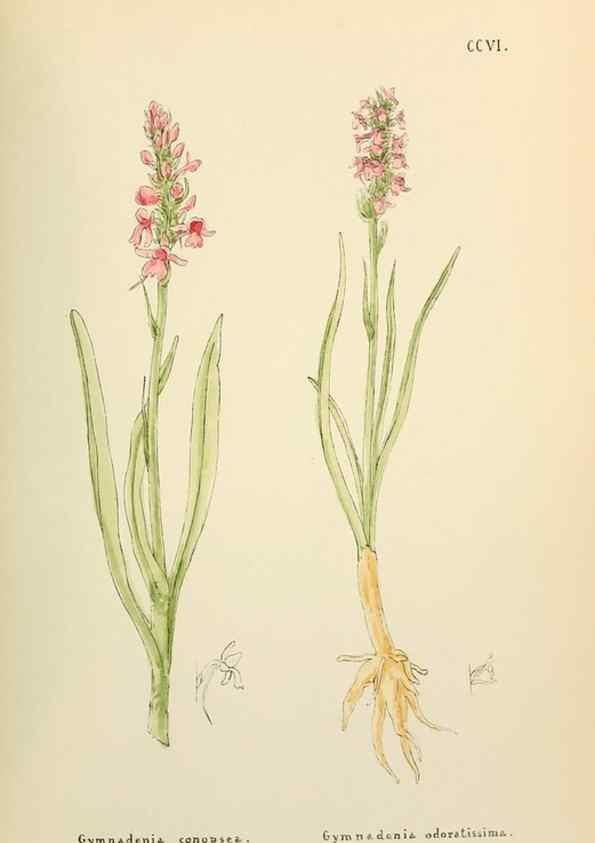 Reproducción/Reproduction 48591892952: Flowers of the Engadine.. Winchester,Printed for the Author by Warren and Son,1891.. 