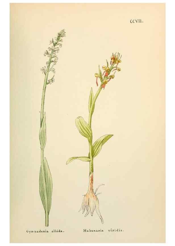Reproducción/Reproduction 48591893432: Flowers of the Engadine.. Winchester,Printed for the Author by Warren and Son,1891.. 