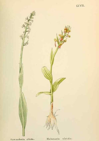 Reproducción/Reproduction 48591893432: Flowers of the Engadine.. Winchester,Printed for the Author by Warren and Son,1891.. 