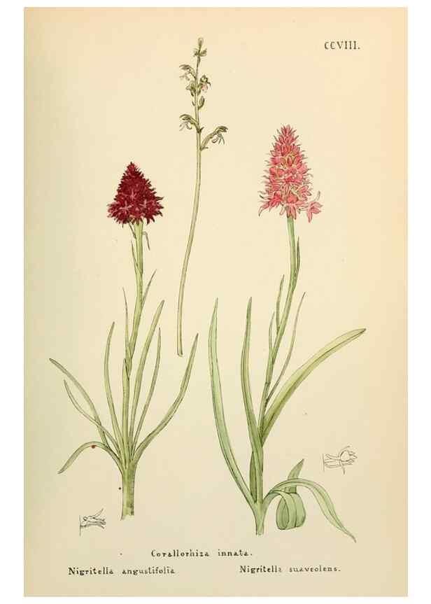Reproducción/Reproduction 48591893872: Flowers of the Engadine.. Winchester,Printed for the Author by Warren and Son,1891.. 