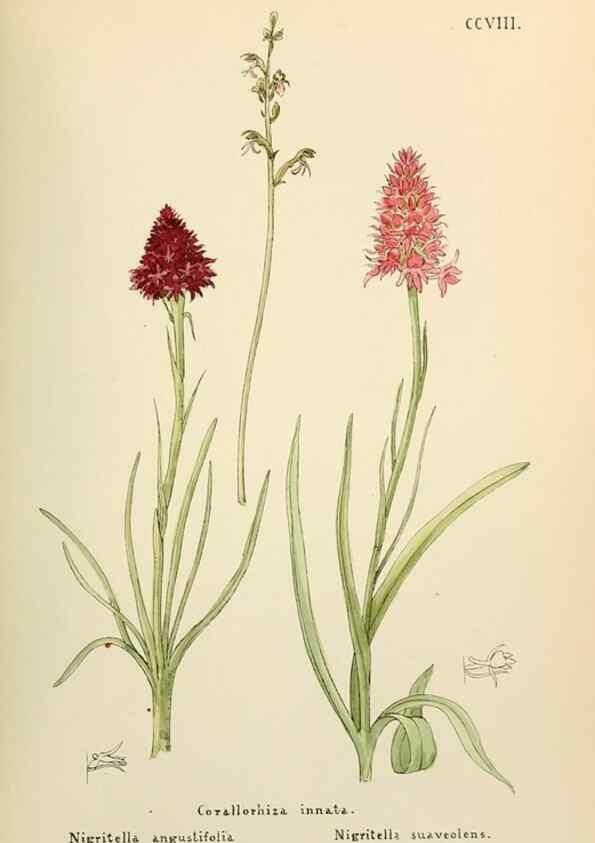 Reproducción/Reproduction 48591893872: Flowers of the Engadine.. Winchester,Printed for the Author by Warren and Son,1891.. 