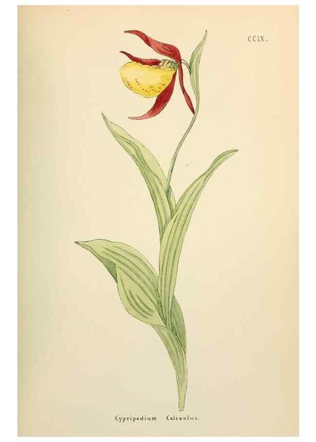 Reproducción/Reproduction 48591748926: Flowers of the Engadine.. Winchester,Printed for the Author by Warren and Son,1891.. 
