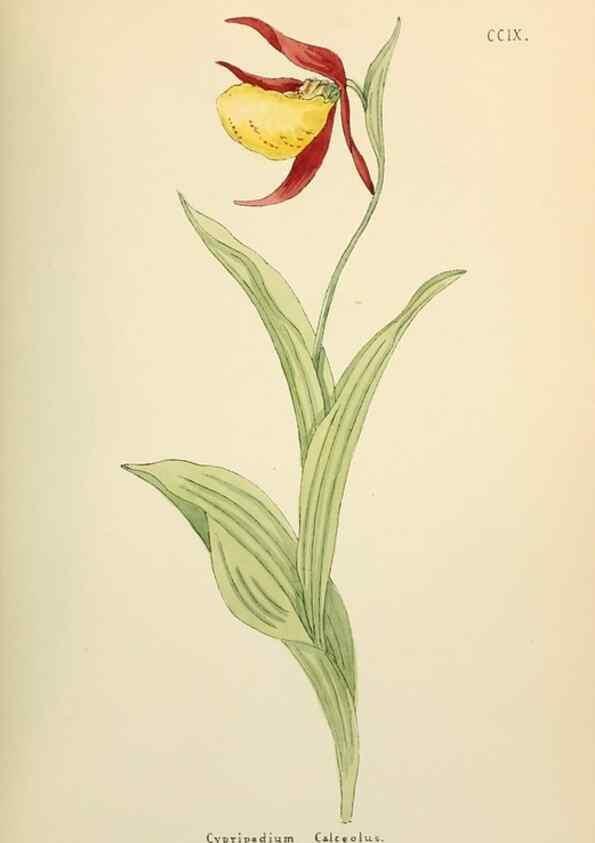 Reproducción/Reproduction 48591748926: Flowers of the Engadine.. Winchester,Printed for the Author by Warren and Son,1891.. 
