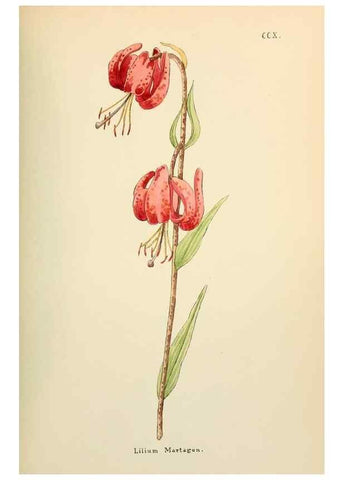 Reproducción/Reproduction 48591749261: Flowers of the Engadine.. Winchester,Printed for the Author by Warren and Son,1891.. 