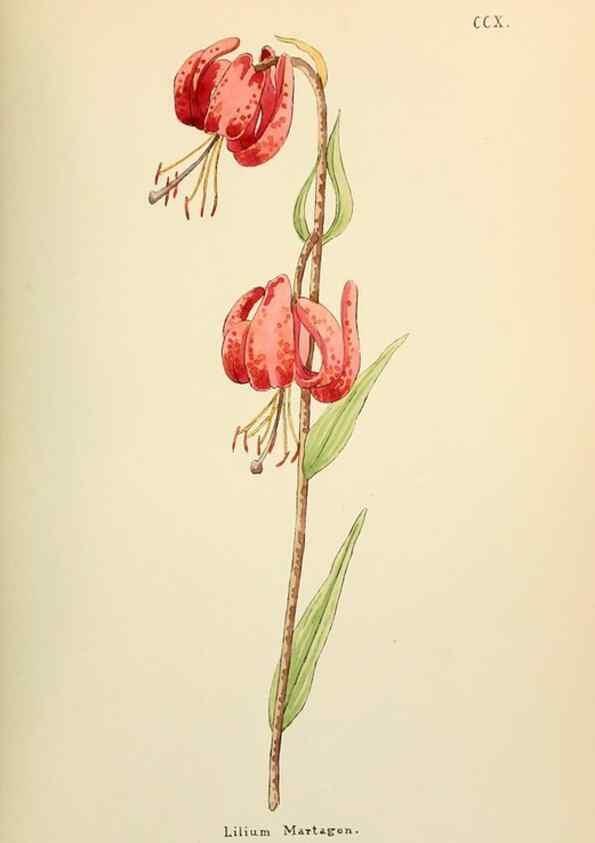 Reproducción/Reproduction 48591749261: Flowers of the Engadine.. Winchester,Printed for the Author by Warren and Son,1891.. 