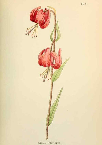 Reproducción/Reproduction 48591749261: Flowers of the Engadine.. Winchester,Printed for the Author by Warren and Son,1891.. 