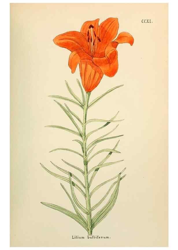 Reproducción/Reproduction 48591749886: Flowers of the Engadine.. Winchester,Printed for the Author by Warren and Son,1891.. 