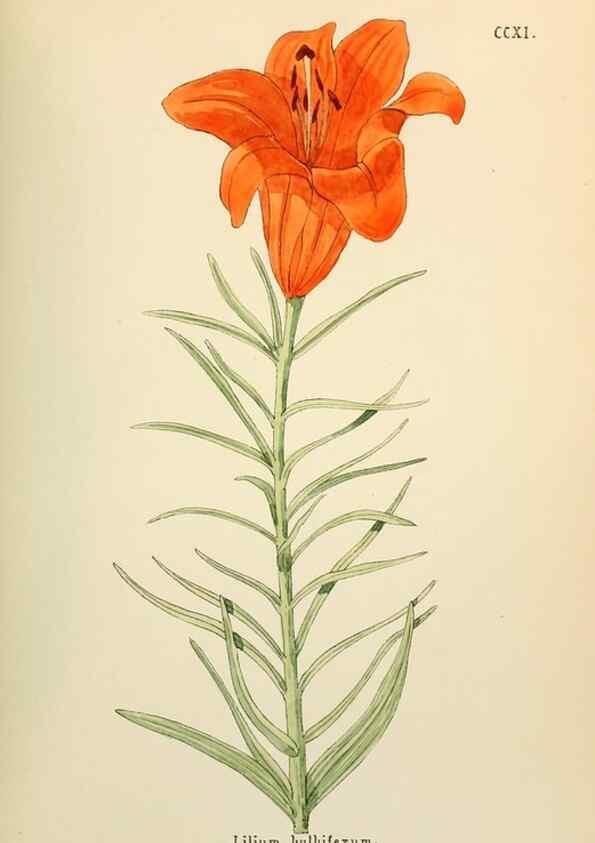 Reproducción/Reproduction 48591749886: Flowers of the Engadine.. Winchester,Printed for the Author by Warren and Son,1891.. 