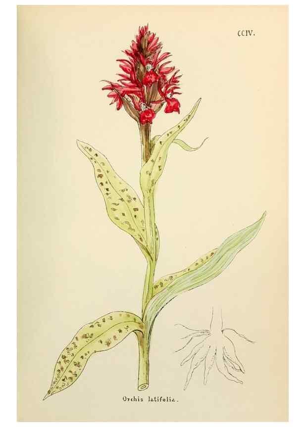 Reproducción/Reproduction 48591891907: Flowers of the Engadine.. Winchester,Printed for the Author by Warren and Son,1891.. 