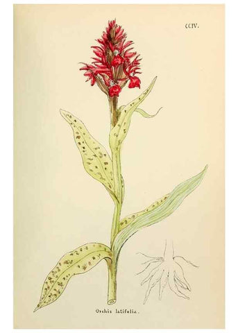 Reproducción/Reproduction 48591891907: Flowers of the Engadine.. Winchester,Printed for the Author by Warren and Son,1891.. 