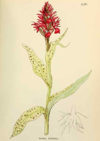 Reproducción/Reproduction 48591891907: Flowers of the Engadine.. Winchester,Printed for the Author by Warren and Son,1891.. 