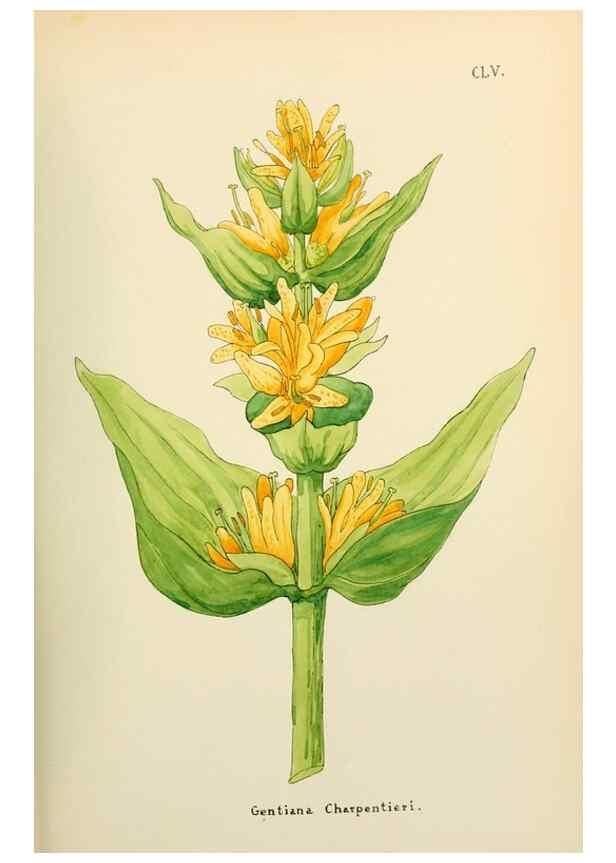 Reproducción/Reproduction 48591871647: Flowers of the Engadine.. Winchester,Printed for the Author by Warren and Son,1891.. 