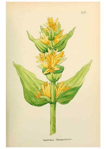 Reproducción/Reproduction 48591871647: Flowers of the Engadine.. Winchester,Printed for the Author by Warren and Son,1891.. 