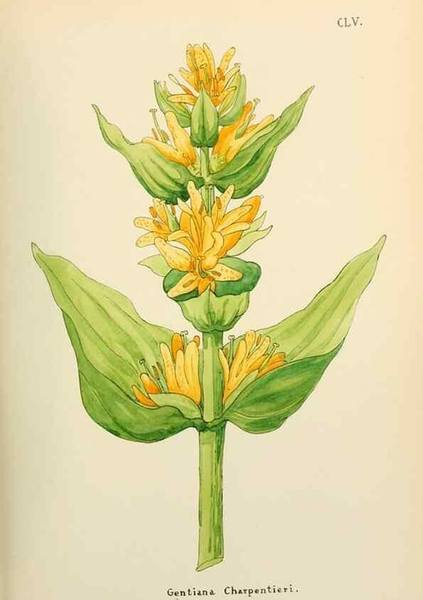 Reproducción/Reproduction 48591871647: Flowers of the Engadine.. Winchester,Printed for the Author by Warren and Son,1891.. 