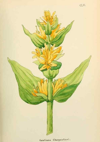 Reproducción/Reproduction 48591871647: Flowers of the Engadine.. Winchester,Printed for the Author by Warren and Son,1891.. 