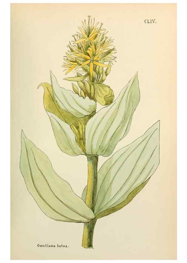 Reproducción/Reproduction 48591871167: Flowers of the Engadine.. Winchester,Printed for the Author by Warren and Son,1891.. 
