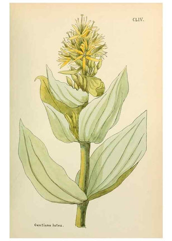 Reproducción/Reproduction 48591871167: Flowers of the Engadine.. Winchester,Printed for the Author by Warren and Son,1891.. 